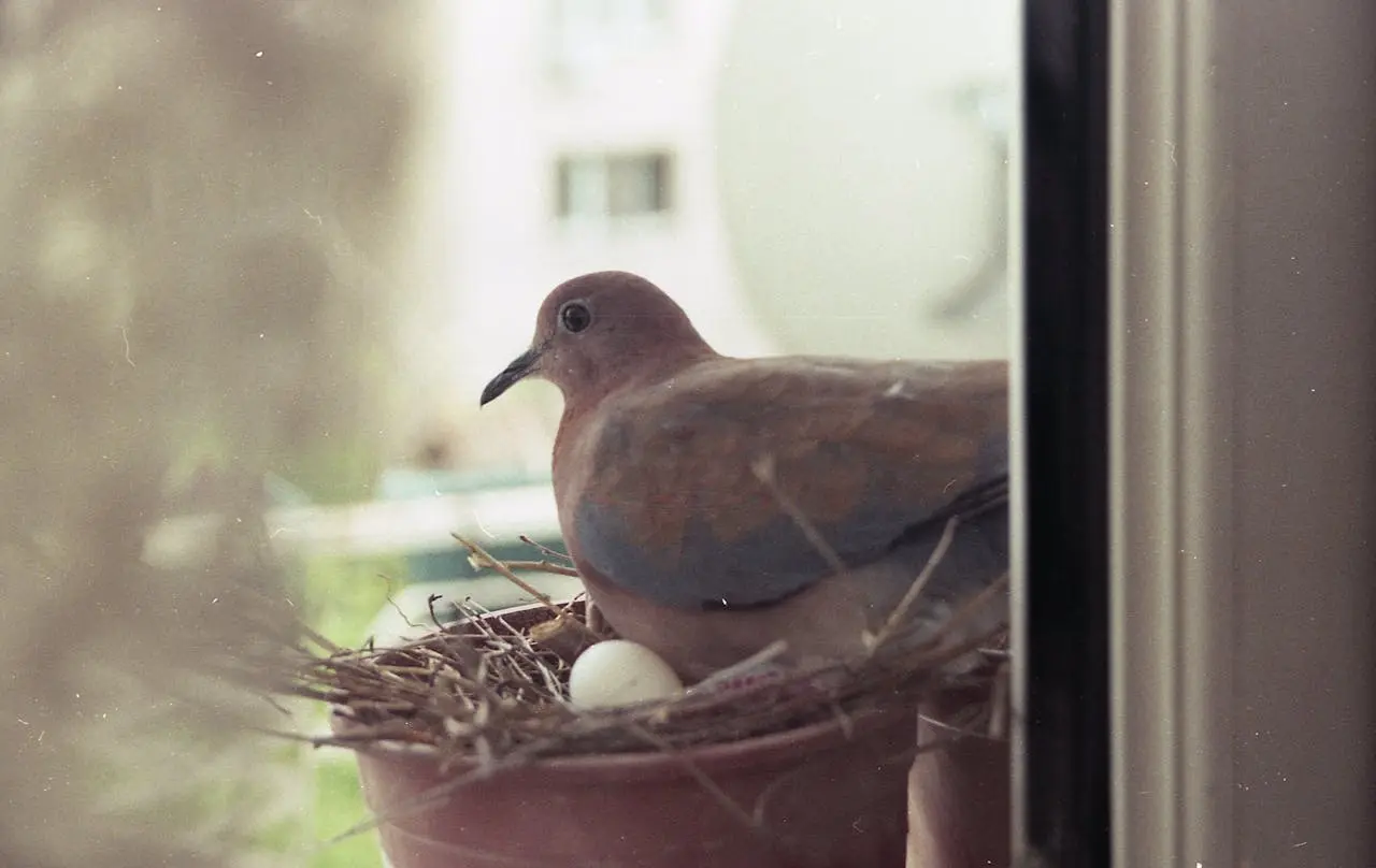 8 Spiritual Meaning of Bird Poop On Window 