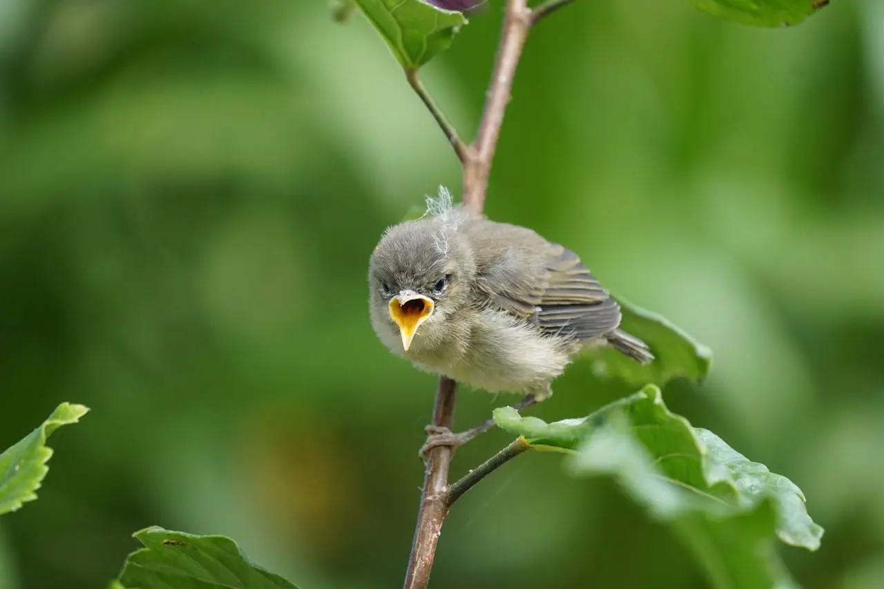 10 Spiritual Meaning of Hearing Birds Chirping