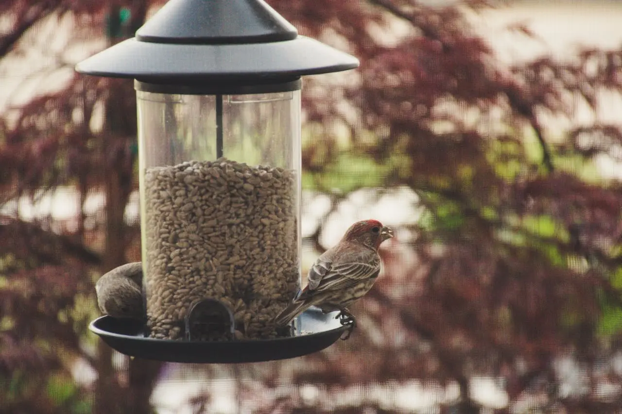 7 Spiritual Meaning of a Sparrow in Your House