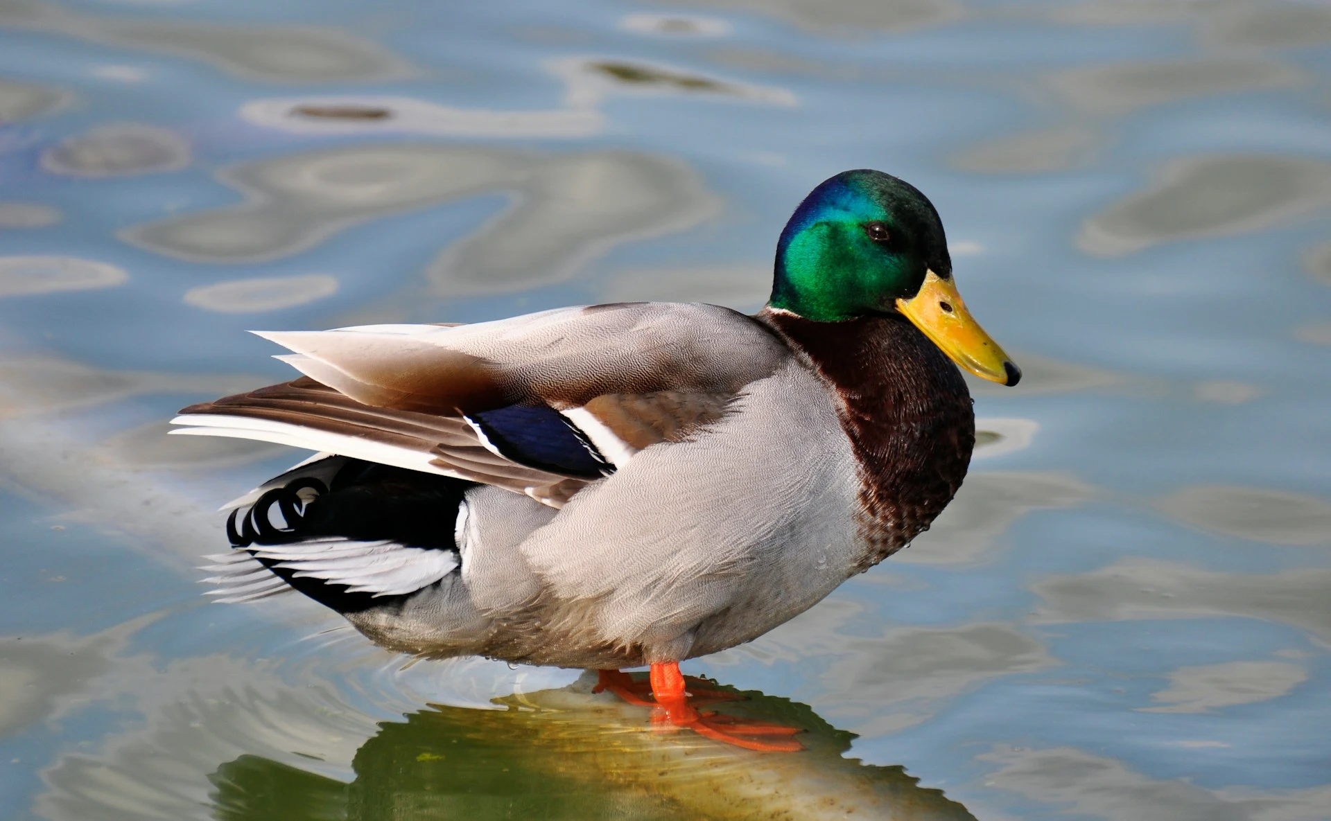 Duck Crossing Your Path: 8 Spiritual Meanings and Symbolism