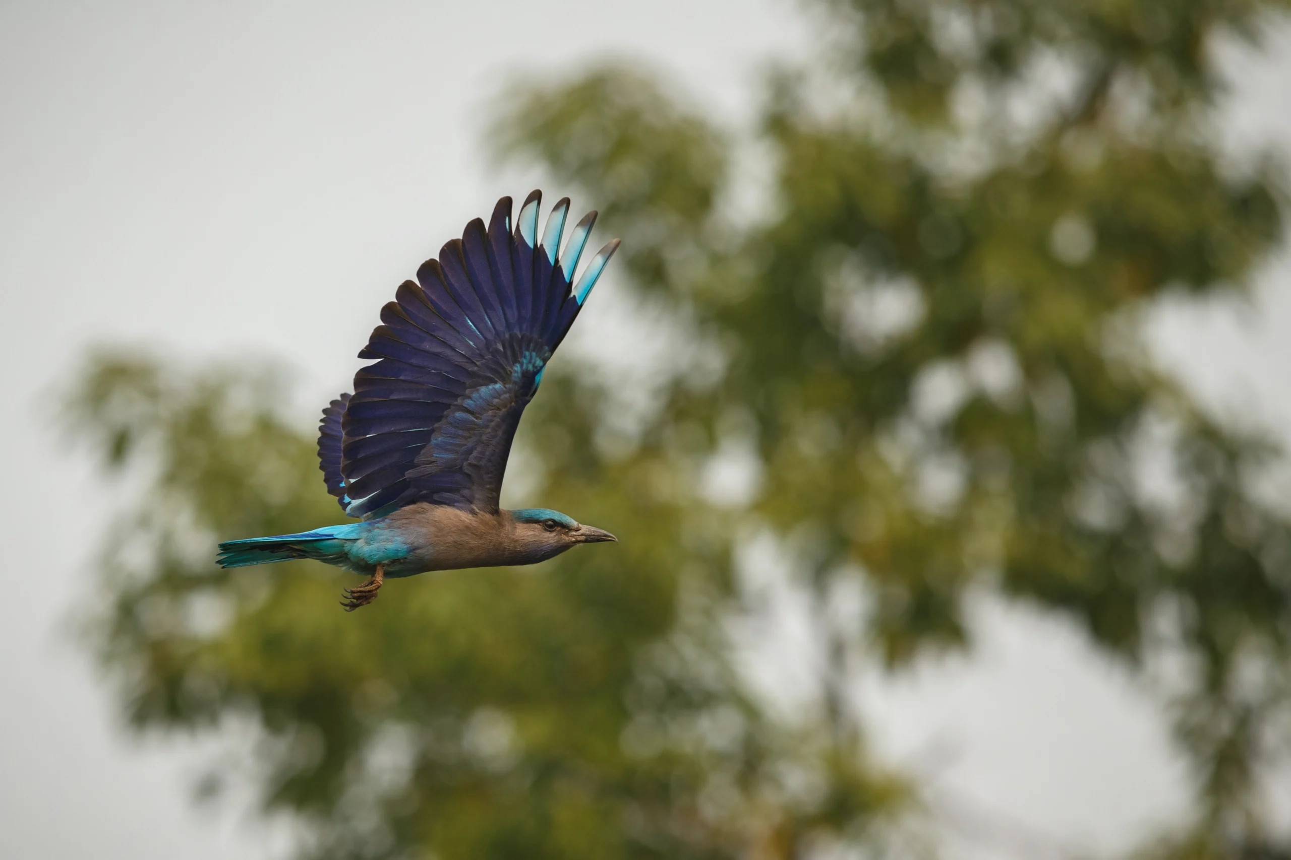 5 Spiritual Meanings of a Bird Flying Into Your House