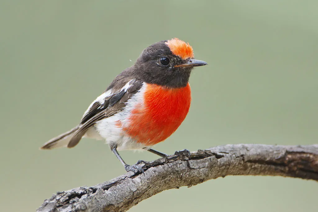 Red Robin Bird Spiritual Meaning