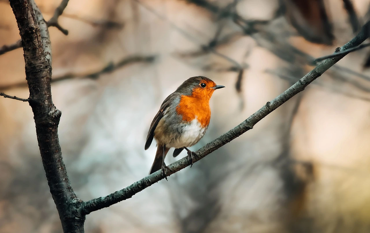 10 Robin Bird Spiritual Meaning, Symbolism and Superstitions!