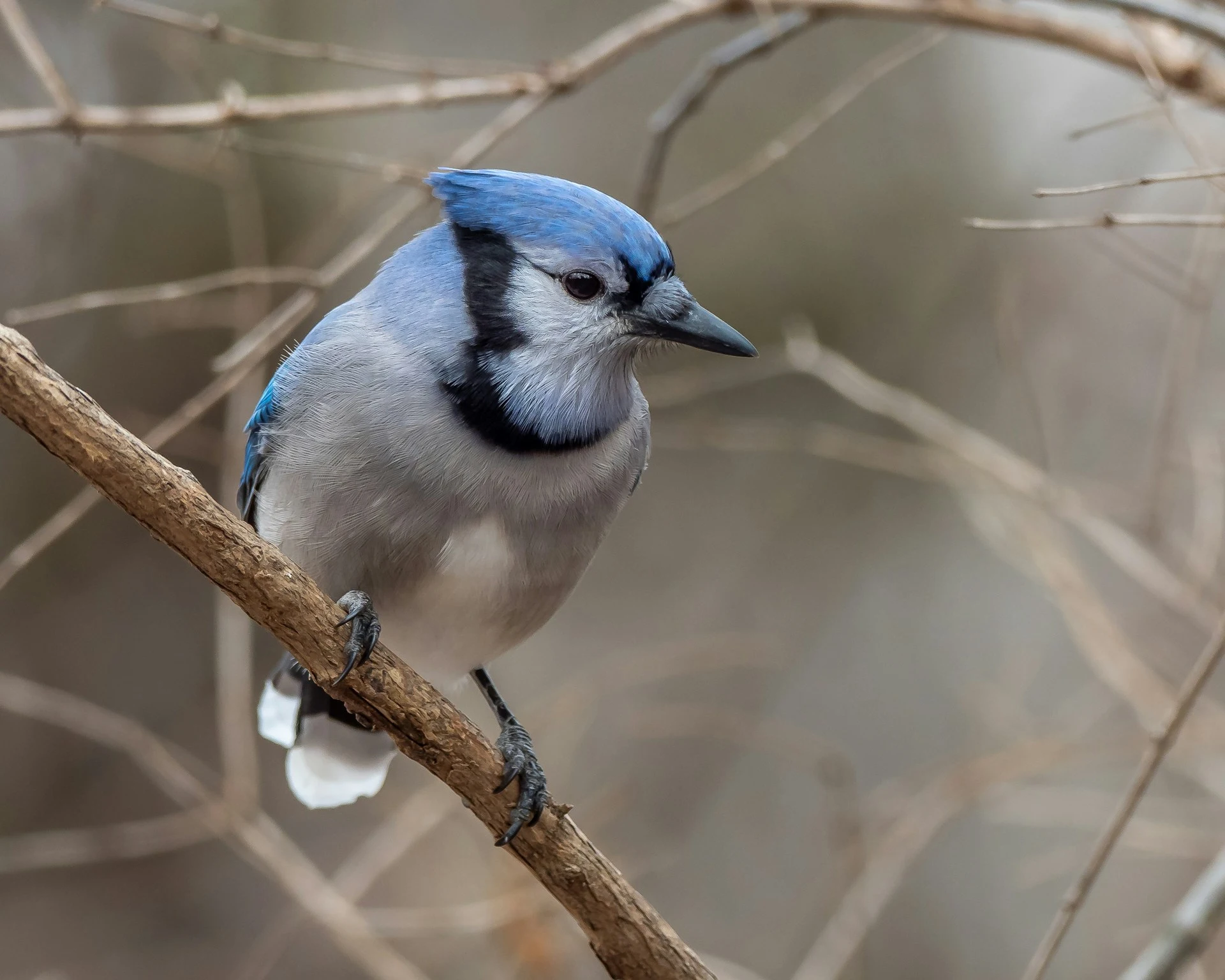 Seeing a Blue Jay Meaning and Symbolism 